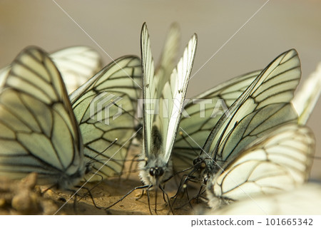 Aporia crataegi 101665342