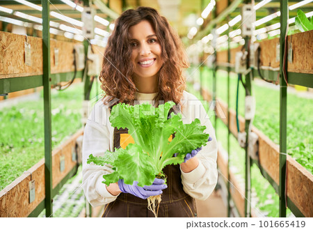 Joyful female gardener holding green leafy plant lettuce. Portrait of happy woman in garden gloves standing in aisle between shelves with seedlings in greenhouse. Joyful female gardener holding green leafy plant lettuce. Portrait of happy woman in garden gloves standing in aisle between shelves with seedlings in greenhouse. 101665419