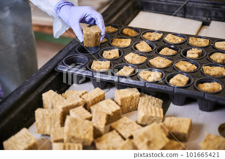 Close up of woman hands in garden rubber glove holding seed starter plug for planting. Female gardener putting soil sponge plug into modular tray in greenhouse. 101665421