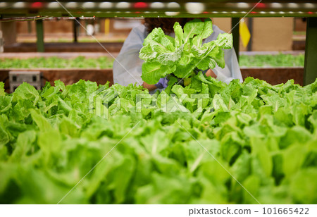 Close up of female gardener holding green leafy plant lettuce. Woman standing near leafy green vegetable plants in greenhouse. 101665422