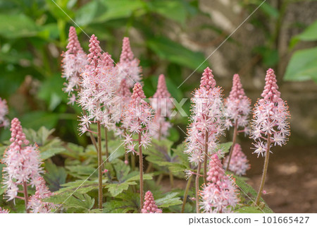 Tiarella with pink flowers [Spring] 101665427