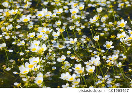 beautiful carpet of snow-white water flowers cover waterbody beautiful carpet of snow-white water flowers cover waterbody 101665457