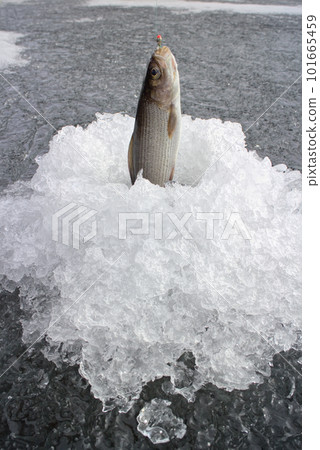 Ice fishing . Fisherman pulls out from ice hole grayling Ice fishing . Fisherman pulls out from ice hole grayling 101665459