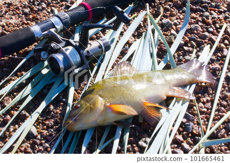summer lake fishing ench fish summer lake fishing ench fish 101665461