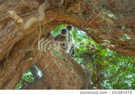 Hanuman langur (Presbytis entellus), sacred monkey of India. Hanuman langur (Presbytis entellus), sacred monkey of India. 101665478