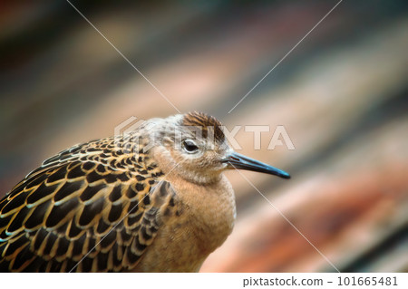 Weakened bird flight sea and sat on deck of ship. 101665481