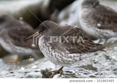 Calidris ptilocnemis qutra 101665485