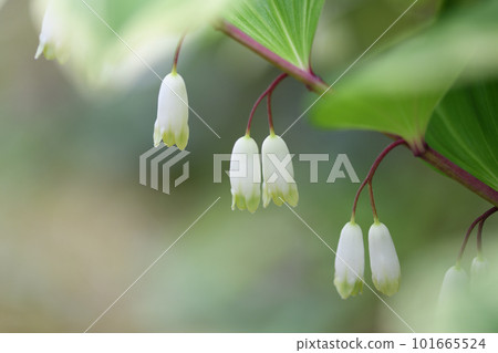 Solomon's-seal (variegated sweetheart) 101665524