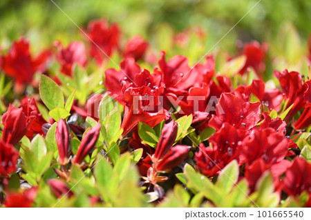 霧島杜鵑花(霧島杜鵑花) 101665540