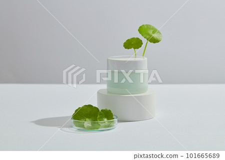 Front view of cream jar without label on podium and gotu kola leaves on petri dish on white background. Mockup scene for cosmetic of gotu kola extract, herbal from natural, beauty and skincare. 101665689