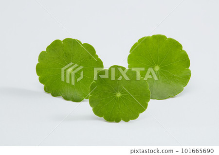Close up, front view of green fresh gotu kola leaves isolated on white background. Gotu kola has many effects in beauty such as: anti-inflammatory, anti-aging, skin lightening, scar reduction. Close up, front view of green fresh gotu kola leaves isolated on white background. Gotu kola has many effects in beauty such as: anti-inflammatory, anti-aging, skin lightening, scar reduction. 101665690
