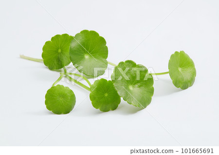 Close up of green fresh gotu kola leaves isolated on white background. Advertising photo for cosmetic product with ingredients from gotu kola, nature ingredient for skincare, cosmetic content 101665691