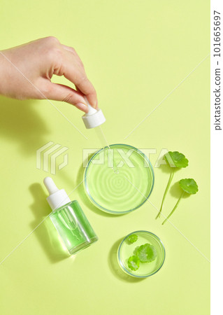 Hand is dripping gotu kola essence on petri dish, glass bottle without label and fresh gotu kola on green background. Mockup scene for cosmetic of natural extract. Hand is dripping gotu kola essence on petri dish, glass bottle without label and fresh gotu kola on green background. Mockup scene for cosmetic of natural extract. 101665697