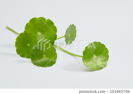Gotu kola (Centella asiatica) decorated on minimalist white background. Medicinal plants that have medicinal properties 101665706
