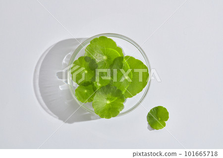 Flat lay of gotu kola leaves placed on a glass transparent podium displayed on white background. Gotu kola (Centella asiatica) is nature ingredient for skin care 101665718
