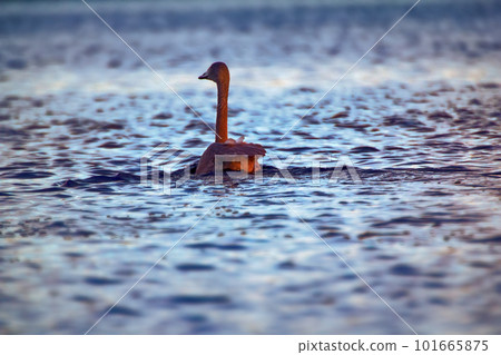 Whooper Swan floats on autumn lake 101665875