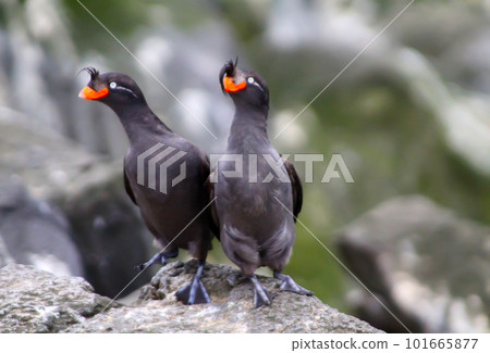Crested Auklet 101665877