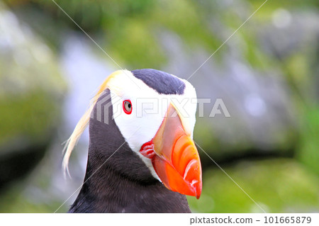 puffin (Fratercula) 4 101665879