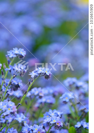 藍色勿忘我花3 101665909