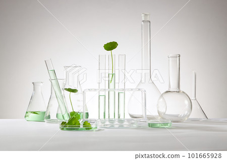 Test tubes, petri dish with gotu kola leaves placed on and other laboratory glassware decorated on white background. Concept laboratory tests and research natural extract making cosmetic 101665928