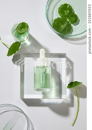 An empty label bottle with dropper placed on transparent podium, displayed with gotu kola leaves. Gotu kola (Centella asiatica) has many benefits for both skin and health 101665933