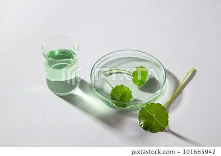 A transparent beaker filled with liquid displayed with a petri dish of gotu kola leaves. Gotu kola (Centella asiatica) brings more oxygen and nutrients to the skin 101665942