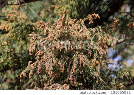 cedar tree with pollen cedar tree with pollen 101665981