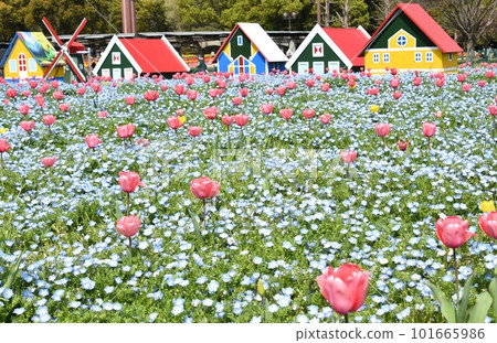 Dutch flower garden 101665986