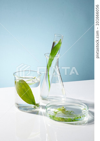 Concept for advertising cosmetic of seaweed extract with green seaweed leaves and essence on beaker, test tube and petri dish on blue background. Natural product extract, in the chemistry laboratory. Concept for advertising cosmetic of seaweed extract with green seaweed leaves and essence on beaker, test tube and petri dish on blue background. Natural product extract, in the chemistry laboratory. 101666056