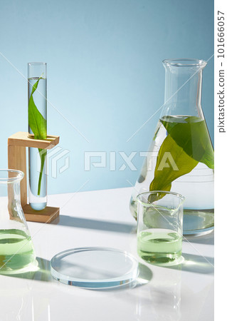 Laboratory concept with equipment - test tube, beaker, erlenmeyer flask are containing seaweed leaves on blue background. Space for display cosmetic of seaweed extract with empty transparent podium. Laboratory concept with equipment - test tube, beaker, erlenmeyer flask are containing seaweed leaves on blue background. Space for display cosmetic of seaweed extract with empty transparent podium. 101666057