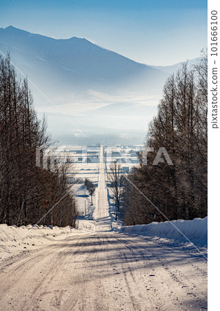 北海道,美瑛,上富良野,落葉松樹,冬天,雪,聖誕樹,過山車路,樹木 北海道,美瑛,上富良野,落葉松樹,冬天,雪,聖誕樹,過山車路,樹木 101666100