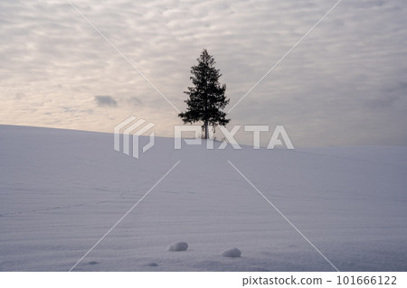 Hokkaido, Biei, Kamifurano, larch trees, winter, snow, Christmas trees, roller coaster road, trees Hokkaido, Biei, Kamifurano, larch trees, winter, snow, Christmas trees, roller coaster road, trees 101666122