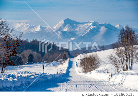 北海道,美瑛,上富良野,落葉松樹,冬天,雪,聖誕樹,過山車路,樹木 北海道,美瑛,上富良野,落葉松樹,冬天,雪,聖誕樹,過山車路,樹木 101666133