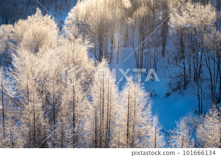 Hokkaido, Biei, Kamifurano, larch trees, winter, snow, Christmas trees, roller coaster road, trees Hokkaido, Biei, Kamifurano, larch trees, winter, snow, Christmas trees, roller coaster road, trees 101666134