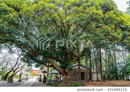 [神奈川縣]大和市下鶴馬諏訪神社院內的神木 101666310