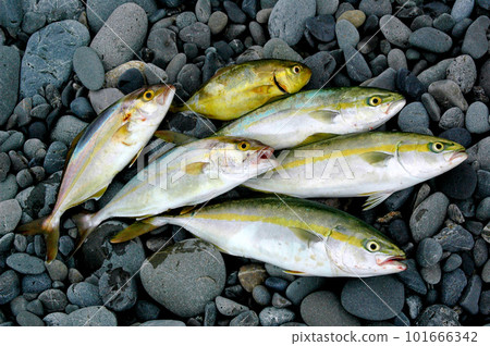 Get smelt and amberjack with a lure Get smelt and amberjack with a lure 101666342