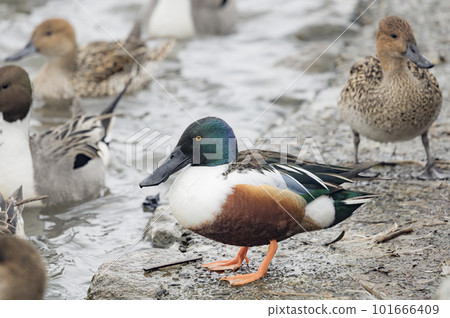 Shoveler at the water's edge Shoveler at the water's edge 101666409