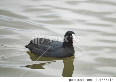 coot swimming in lake 101666412