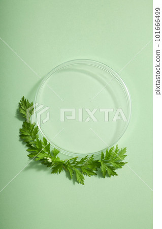 A glass transparent round podium arranged with some Mugwort leaves on pastel background. Empty space for product presentation extracted from Mugwort (Artemisia vulgaris) 101666499