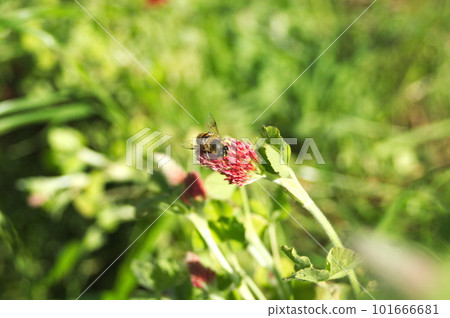 深紅三葉草花和二斑食蚜蠅 101666681