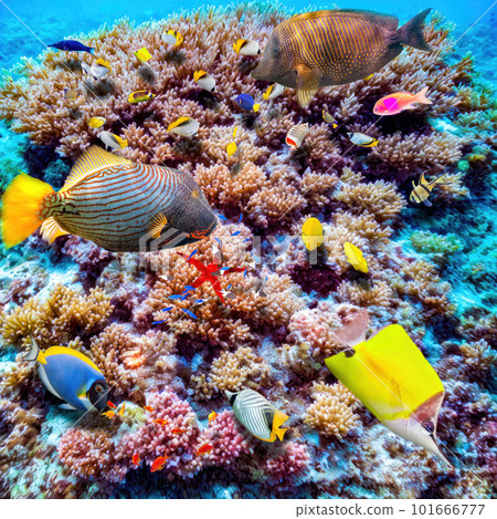 Magnificent underwater world of the tropical ocean. 101666777