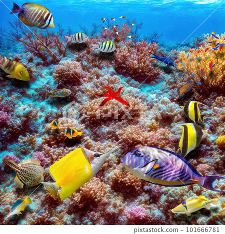 Magnificent underwater world of the tropical ocean. 101666781