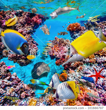 Magnificent underwater world of the tropical ocean. Magnificent underwater world of the tropical ocean. 101666787