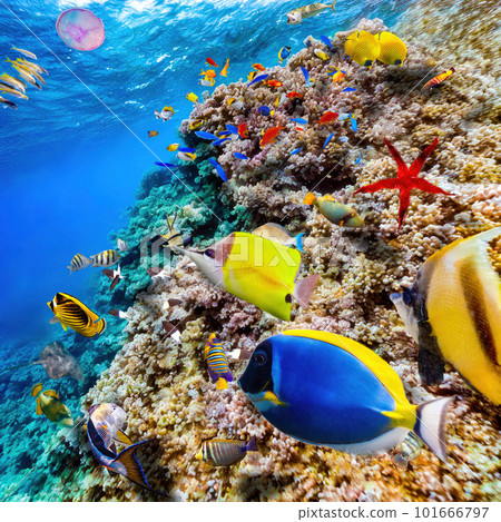 Magnificent underwater world of the tropical ocean. 101666797