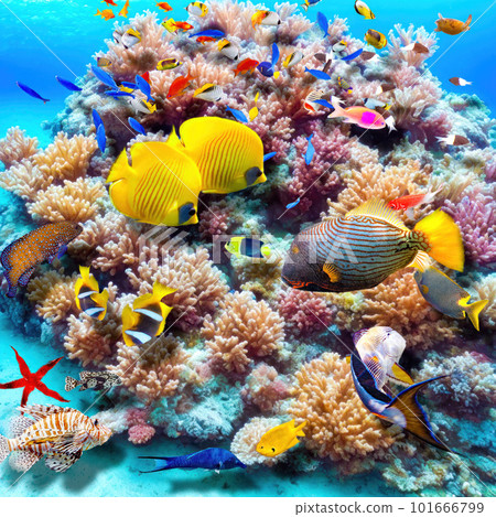Magnificent underwater world of the tropical ocean. 101666799