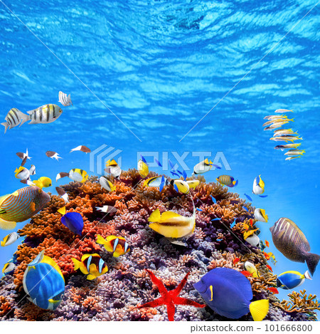 Magnificent underwater world of the tropical ocean. 101666800