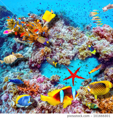 Magnificent underwater world of the tropical ocean. 101666801