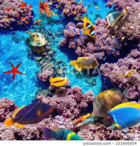 Magnificent underwater world of the tropical ocean. 101666804