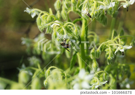 Flies of flies visiting borage flowers 101666878