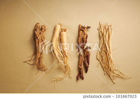 Scenes of 4 different types of ginseng on brown background, in order from left to right are: angelica sinensis, ginseng root, red ginseng root and codonopsis pilosula. Traditional Chinese herbs Scenes of 4 different types of ginseng on brown background, in order from left to right are: angelica sinensis, ginseng root, red ginseng root and codonopsis pilosula. Traditional Chinese herbs 101667023